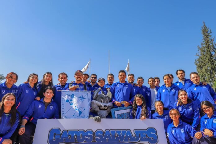gatos salvajes