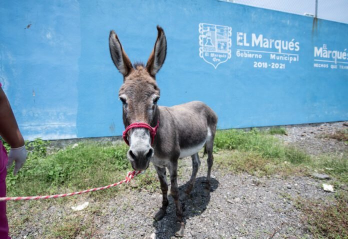 El Marqués atiende caso de crueldad animal en grandes especies_1