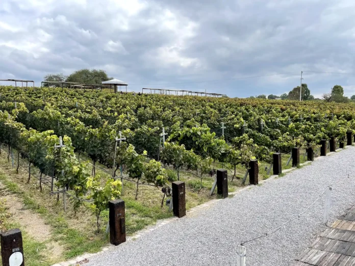 Querétaro Regulariza 120 Viñedos