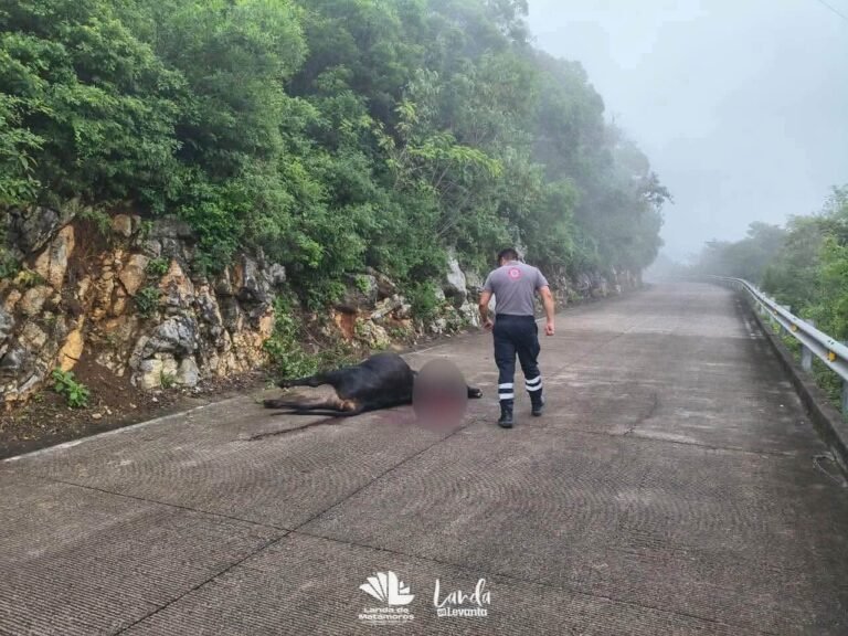 Investigan posible ataque de puma tras hallazgo de ganado muerto en Landa